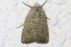 Protorthodes alfkenii