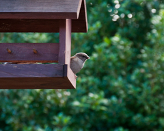Passer diffusus stygiceps