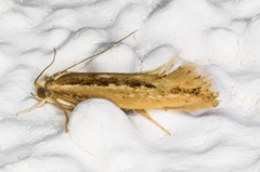 Ypsolopha sp-sw