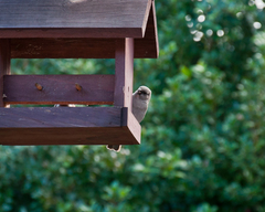 Passer diffusus stygiceps