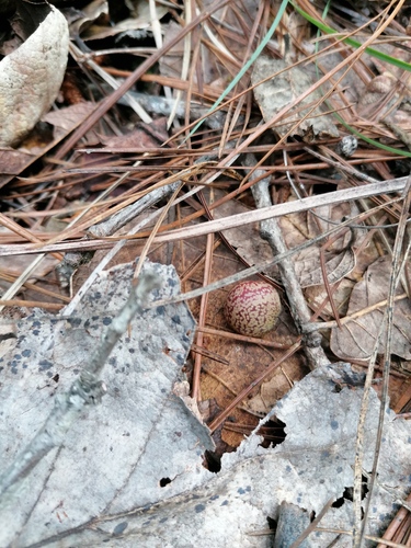 Kokkocynips doctorrosae