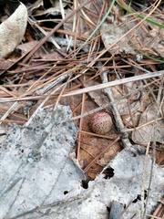 Kokkocynips doctorrosae