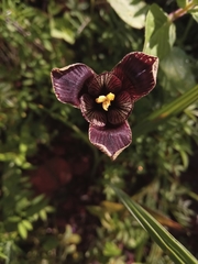 Tigridia vanhouttei