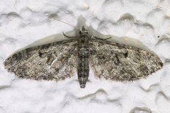 Eupithecia annulata