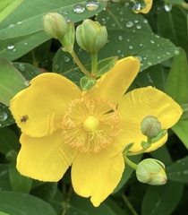 Hypericum × hidcoteense