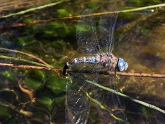 Rhionaeschna pallipes