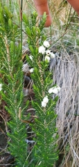 Erica triflora