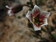 Roepera sessilifolia