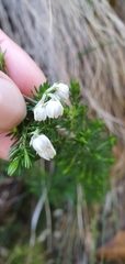 Erica triflora