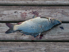Cyprinus carpio carpio