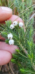 Erica triflora