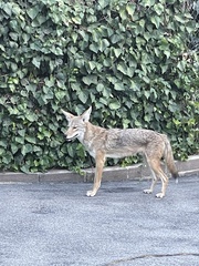 Canis latrans