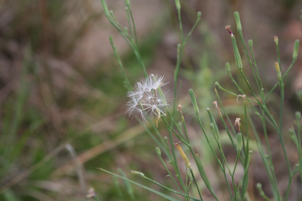 Annual Skeleton-weed in August 2021 by Derek S. Anderson · iNaturalist