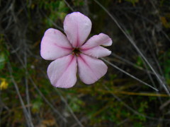 Acmadenia tetragona