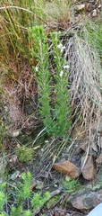 Erica triflora
