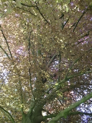 Fagus sylvatica