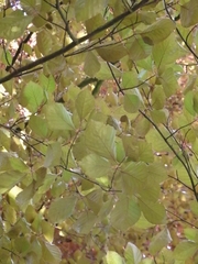 Fagus sylvatica