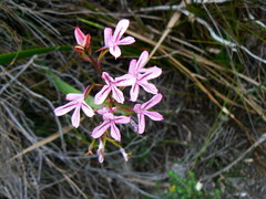 Disa gladioliflora gladioliflora