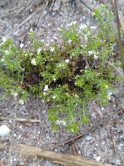 Galium humifusum