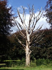 Fagus sylvatica