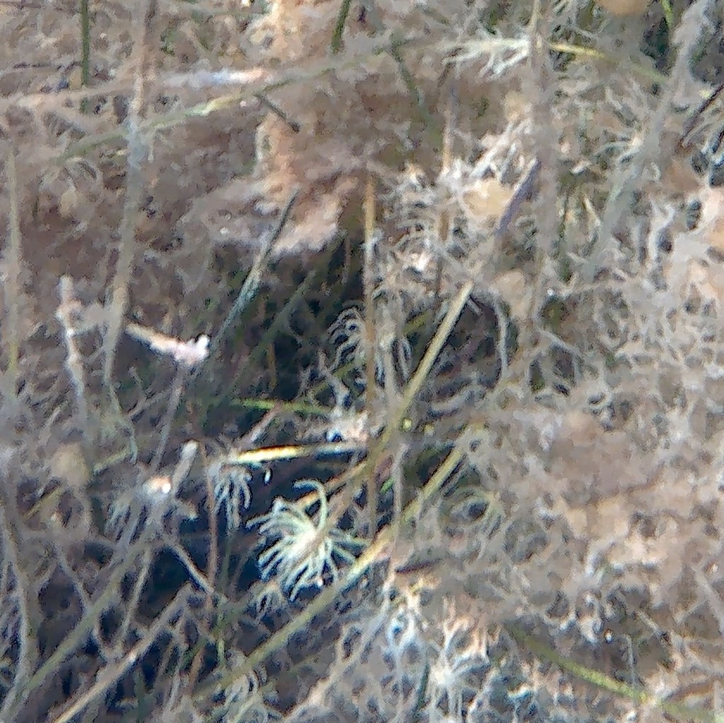 Bunodeopsis strumosa