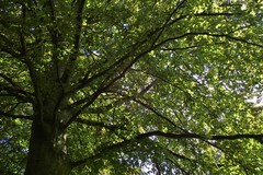 Fagus sylvatica