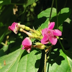 Laubertia contorta