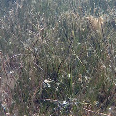 Cymodocea nodosa
