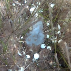 Phallusia mammillata