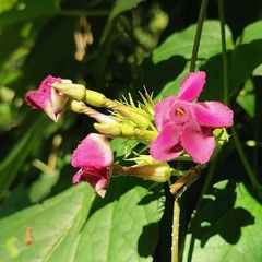 Laubertia contorta