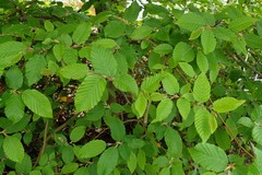 Fagus sylvatica