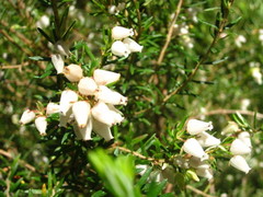 Erica caffra caffra