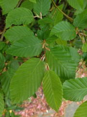 Fagus sylvatica