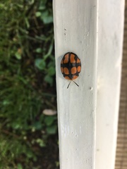 Botanochara octoplagiata