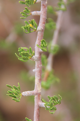 Commiphora cervifolia