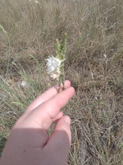 Oenothera glaucifolia