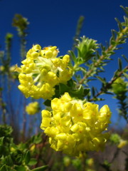 Lasiosiphon anthylloides