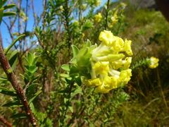 Lasiosiphon anthylloides