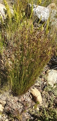 Restio filiformis