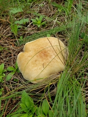 Boletus rubriceps