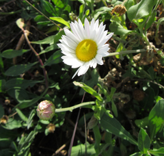 Aphanostephus skirrhobasis thalassius