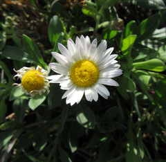 Aphanostephus skirrhobasis thalassius