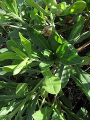 Aphanostephus skirrhobasis thalassius