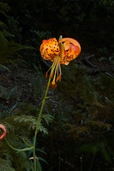 Lilium pardalinum vollmeri