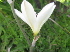 Sparaxis grandiflora