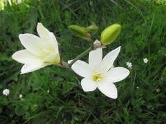 Sparaxis grandiflora