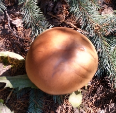Boletus rubriceps