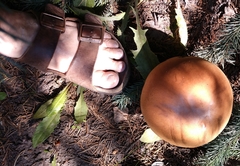 Boletus rubriceps