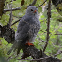 Kaupifalco monogrammicus