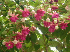 Fuchsia